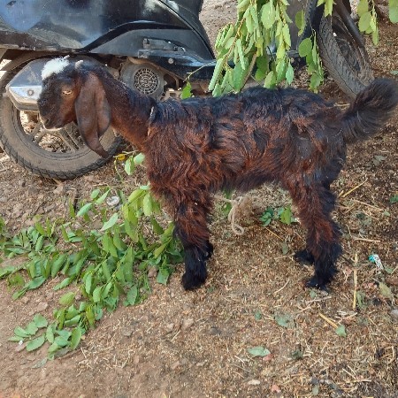 પાચમહેનાનીછે