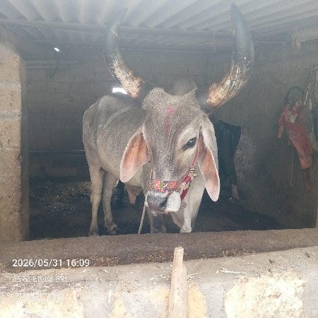 બળદ વેચવાના છે