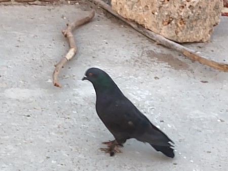 કબૂતર વેચવાના છે