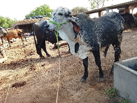 ખુટ