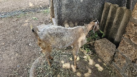 બકરી વેચવાની છે (2) વેંતર થયાછે