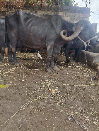 ભેંસ વેચવાની છે