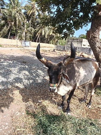 આદમ.   ભાઈ.    ભાટા