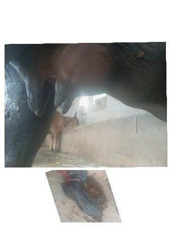 ભેંસ વેચવાની છે