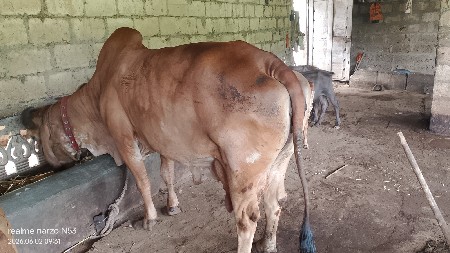 ગાય વેચવાની છે