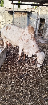 ગાય કાબરી સફેદ