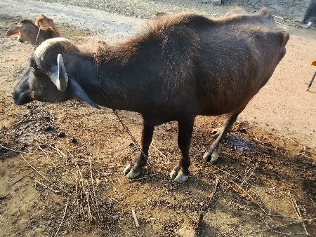 nav chandri khadeli vechvani chhe.