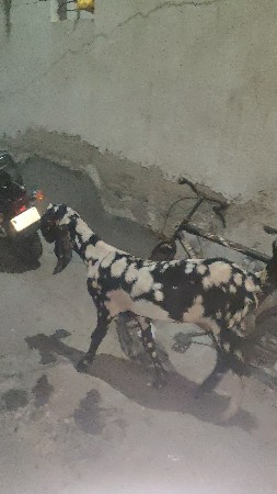 patha bakri 
full loyma che