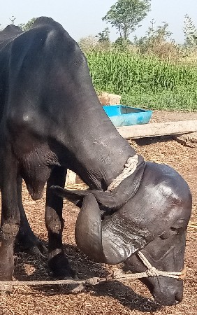 ખડેલી વેચવાની છે