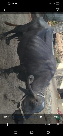 ભેંસ વેચવાની છે