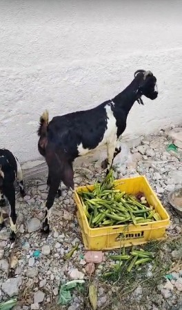 બકરી દિવાની છે