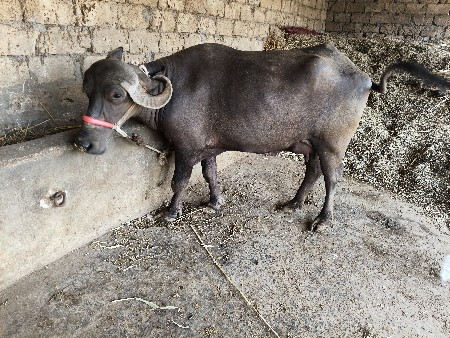 પાંચ સાડા પાંચ લીટર દૂધ