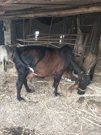 ગાય વેચવાનીછે