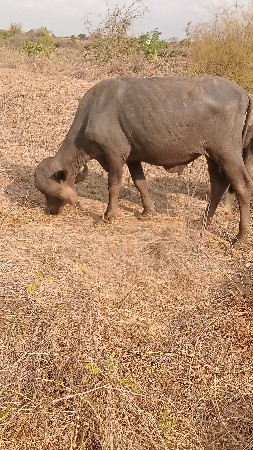 પાડો વેચવાનો છે..