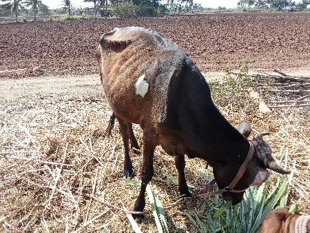 વાછડી વેશવાની છે