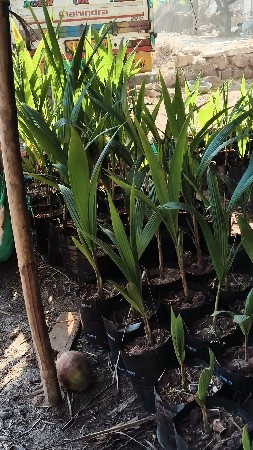 દરેક જાતના રોપા મળી જશે
