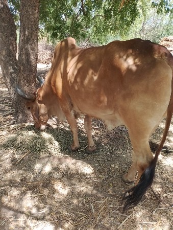 વેસવાના છે
