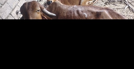 હોડકી આપવાની છે.