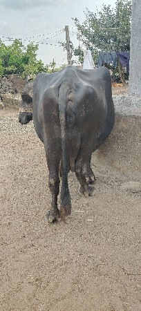 ભેંસ વેચવાની છે