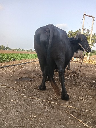 આ ભેંસ વેચવાનિ  સછે.
