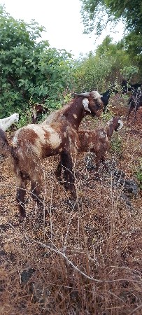 Pran bakra