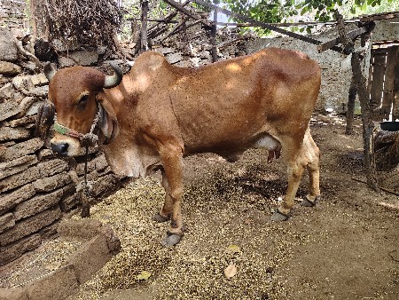 VECHVANI CHE
