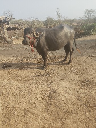 આ ખડેલી વેચવાની છે