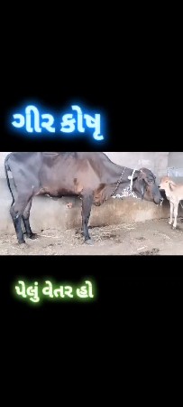 બંને વેચવા ની છે