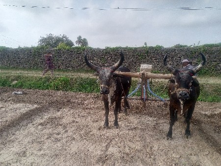 બળદ વેચવાના છે