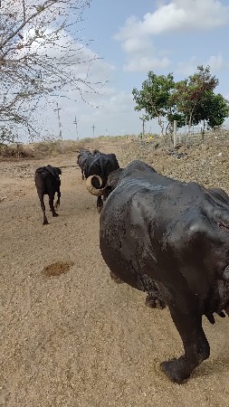 આ ભેંસ વેચવાની છે