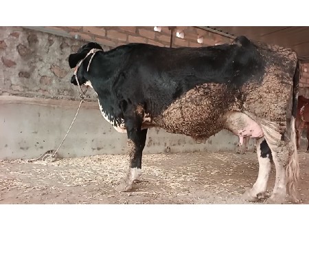જર્સી ગાય વેચવાની છે