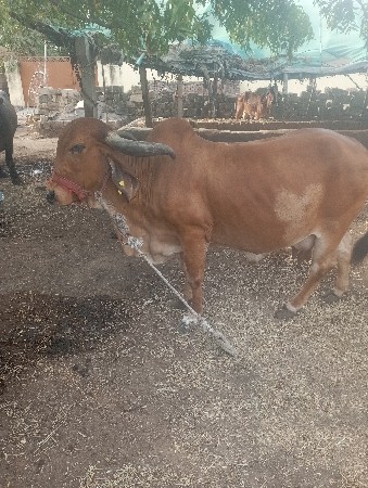 gay vechvani che