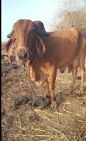 ગાય વેચવાની છે દૂધ વળી જાય છે દૂધ
