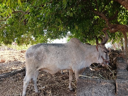 બળદ વેસવાનો છે