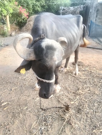 ભેંસ વેચવાની છે