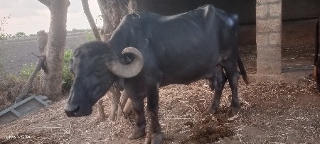 ભેંસ વેચવાની છે