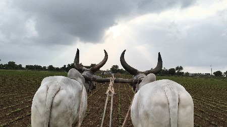 બળદ વેચવાના છે