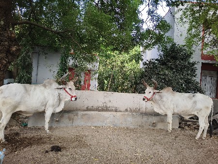 વેસવા ના છે