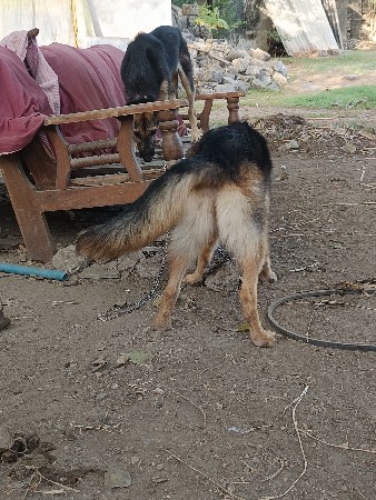 જર્મન શેફર્ડ ફિમેલ