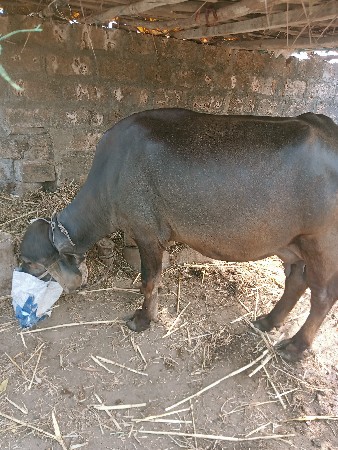 ખળેલી વેચવાની છે