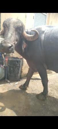 ભેશ વેસવાની સે