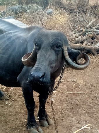 ભેંસ વેચવાની છે