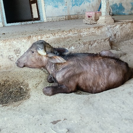 2 padi o vechava ni se
