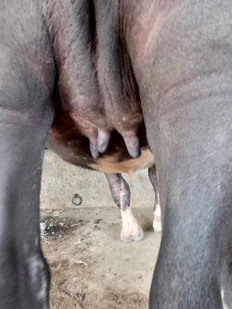 ભેંસ વેચવાની છે.