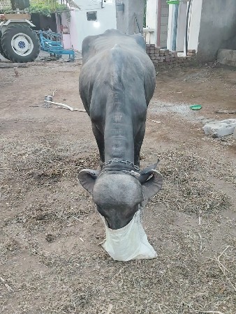 પહેલા વેતર ની ભેંસ