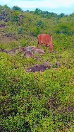 ગાય વેચવાની છે