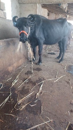 બે ભેસો વેસવાની છે