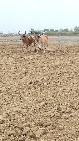 બળદ