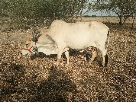 ગાય
