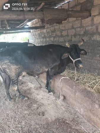 ગાય વેચવાની છે